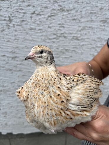 перепела: Продам перепелок