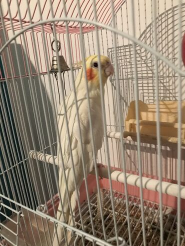 купить попугая: Продаю попугая самца вмести с клеткой