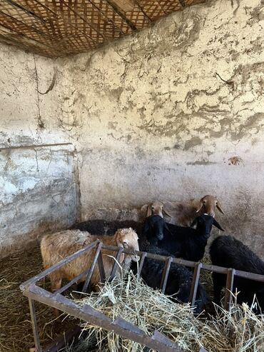 купить кролик декоративный: Продаю | Овца (самка) | Для разведения