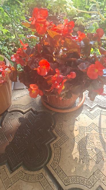 Денежное дерево: Г.Ош продаю цветы по 250 сом — 7