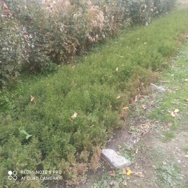 Декоративные деревья: Саженцы деревьев: Туи, Платная доставка, Самовывоз — 5