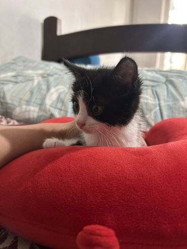 котята персидские: Кошка даром: Беспородная, 2 месяца, Девочка, Приучена к лотку