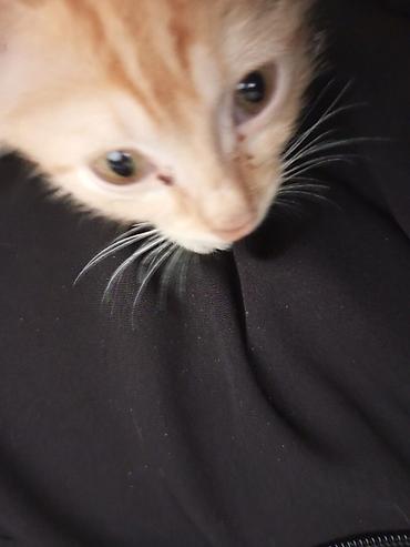 бенгалская кошка даром: 3 месяца, Мальчик — 4