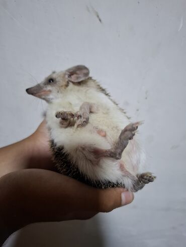 Gəmiricilər: Afrika cırtdan kirpisi (hedgehog) - Növ: Afrika cırtdanı (pet kimi — 9