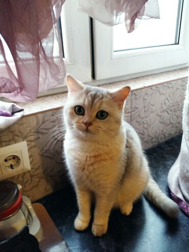 британская короткошерстная кошка шиншилла: Продаю британскую шиншиллу,самка,кастрированная,1,5годаочень