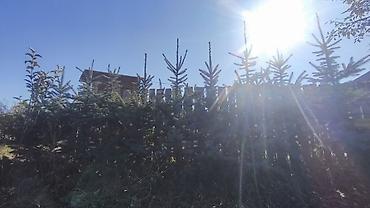 кра: Ели голубые (Picea pungens, «колючая ель») для озеленения. - Плотная — 6