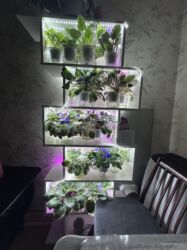 полка для медали: Продаю стеллаж с подсветкой и фиалками 15 штук . Фиалки все в горшках