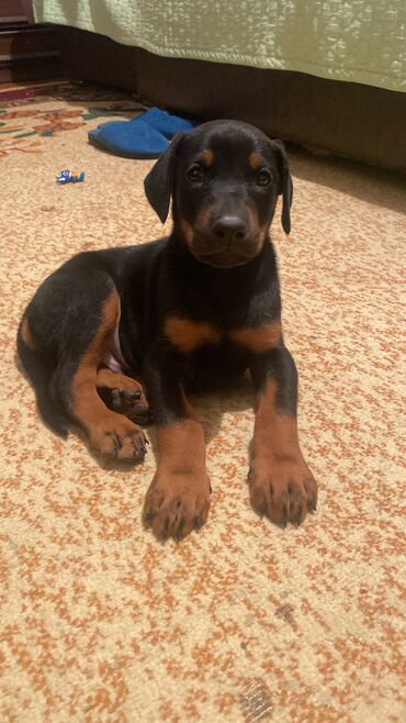 golden retriever satış: Doberman, 1 ay, Erkek, Pulsuz çatdırılma, Ünvandan götürmə