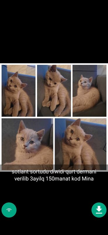 Pişiklər: Erkək, Ünvandan götürmə — 7