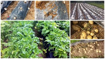 Другие товары для дома и сада: Пленка для мульчирования 30 микрон. Пленка для мульчирования 30 мкм — 19