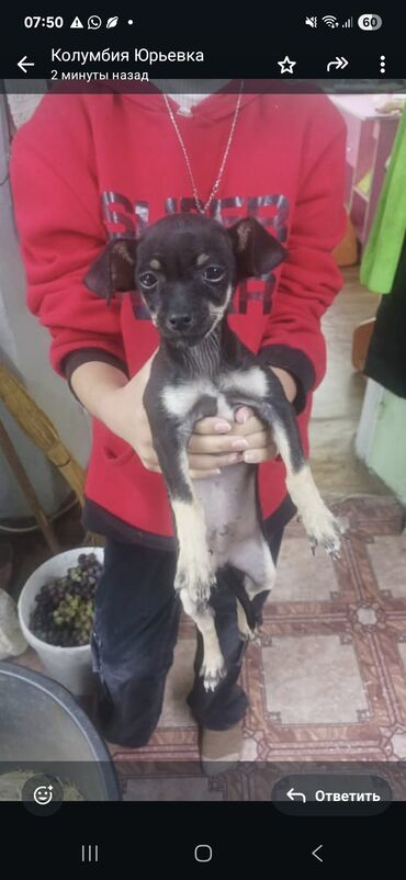гончак собака: Продаётся той терьер,возраст два с половиной месяца, мальчик