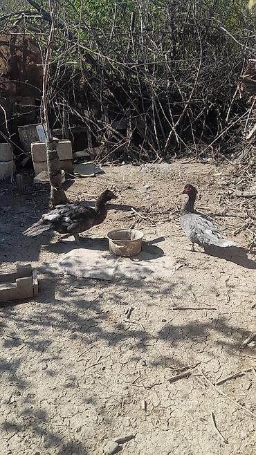 heyvanlar quslar: 1CÜR KÜLL RƏNGİ ÖRDƏKLƏR SATILIR 1 ERKEY 1 DİŞİ SUMQAYIT NASOSNU — 2