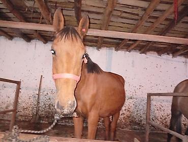 лошади: Продаю | Конь (самец) | Рабочий — 1