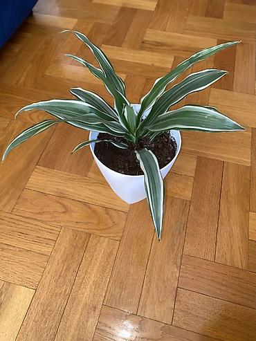 boja sampanjca: Dracaena deremensis ‘Warneckii’ u saksiji - Sobna biljka sa — 2