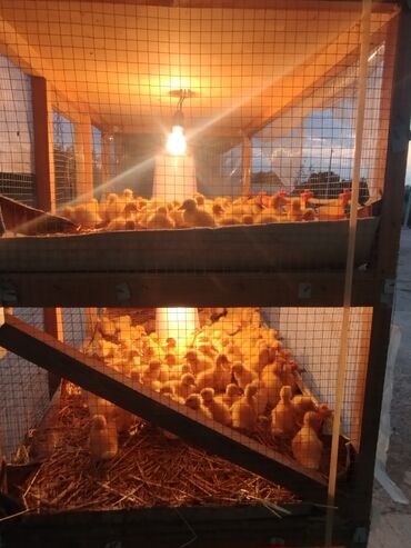 Cücələr: Ördək cücələri, Ətlik, Ünvandan götürmə, Rayonlara çatdırılma, Ödənişli çatdırılma -da lalafo.az — 8 Cücələr: Ördək cücələri, Ətlik, Ünvandan götürmə, Rayonlara çatdırılma, Ödənişli çatdırılma — 8