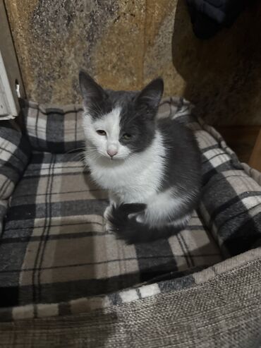 Отдам даром кошку: Отдам в добрые руки!!!! Котята два месяца! Мама полубританка! Приучены