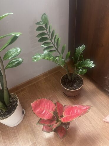 растения для офиса: Комнатные растения в горшках: - Замиокулькас (Zamioculcas