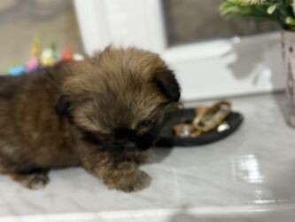 İtlər: Pekines, 2 ay, Dişi, Peyvəndli — 11