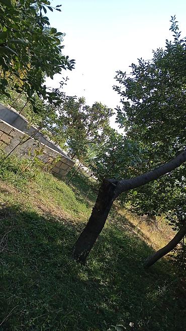gencede torpaq sahesi satilir: 14 sot, Tikinti, Mülkiyyətçi, Kupça (Çıxarış) — 5