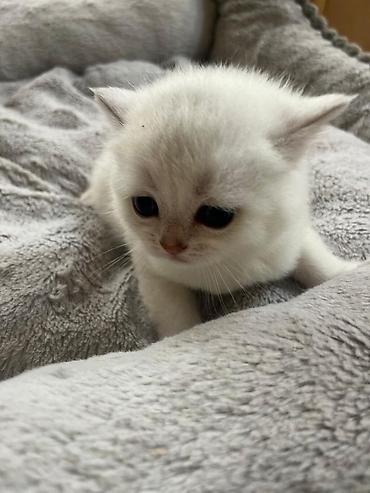 Pişiklər: Britan — 6