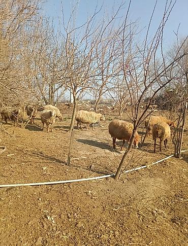 Digər kənd təsərrüfatı heyvanları: Digər kənd təsərrüfatı heyvanları — 11