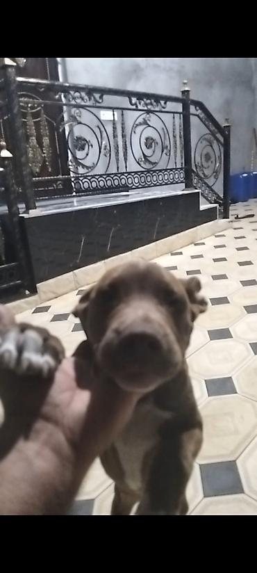 it satan: Pitbul, 4 ay, Erkək, Peyvəndli — 3