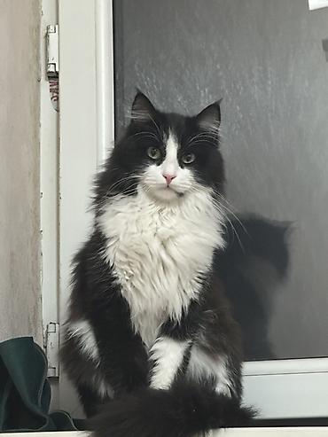 Отдам даром кошку: Мальчик, Приучена к лотку — 8