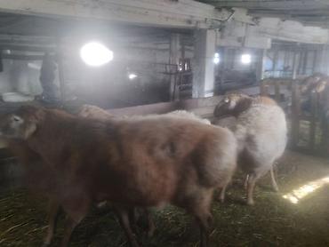 Баран, овца: Продаю | Баран (самец) | Полукровка | На забой | Матка — 5