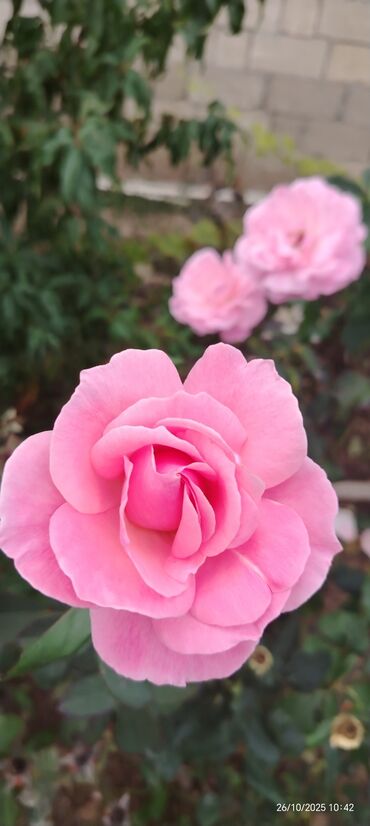 dekor gullər: Tebbi gul hazir kotuklu 3-4 illik nomrede yalniz vatsap isleyir lalafo.az -da dekor gullər: Tebbi gul hazir kotuklu 3-4 illik nomrede yalniz vatsap isleyir