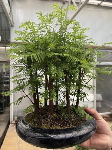 otaq bitkileri: Təbii bonsai Ağac 8 yaş 40 sm Çox gözəldi Məhdud sayda . Gül