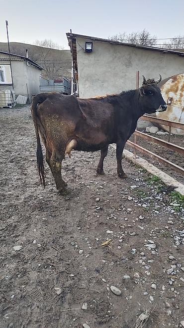 Коровы, быки: Продаю | Корова (самка) | Для разведения | Привязанные — 7