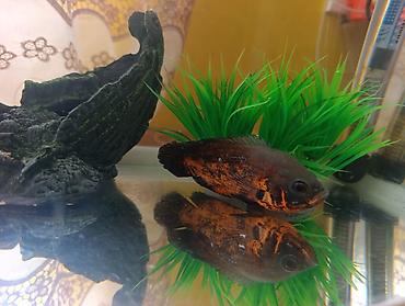 Akvariumlar: Akvarium və balıq dəsti satılır. Dəst tərkibi: - Şüşə akvarium — 8