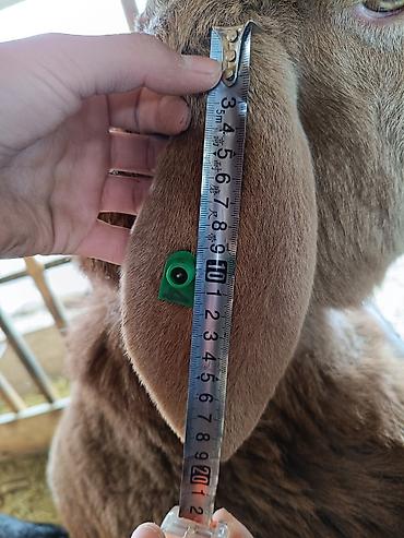 Баран, овца: Продаю | Баран (самец) | Для разведения | Осеменитель — 5