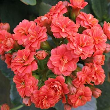 Другие комнатные растения: Хлорофитумы. распродажа Хлорофитум - можно по праву назвать — 25