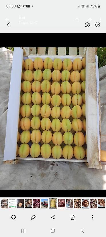 Сухофрукты, орехи, снеки: Ассалом алейкум Баткендин таза оругу сатылат, оптом баада, сапаттуу — 13