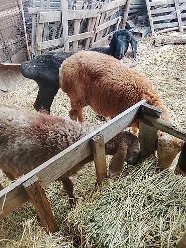 Продам с/х животных: Продаю | Ягненок, Баран (самец) | На забой, Для разведения | Осеменитель — 2