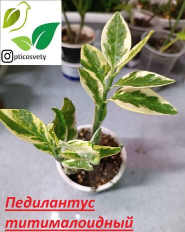земля для огорода: Продаю комнатные цветы в ассортименте: Дримиопсис Маранта Мостера