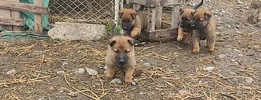 Продажа собак: Бельгийская овчарка, 1 месяц, Самец at lalafo.kg — 5 Продажа собак: Бельгийская овчарка, 1 месяц, Самец — 5