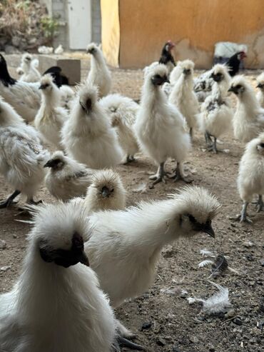 где купить инкубационное яйцо породистых кур: Предлагаютcя к пpoдaже цыплята китайскoй шелкoвой курицы. Это