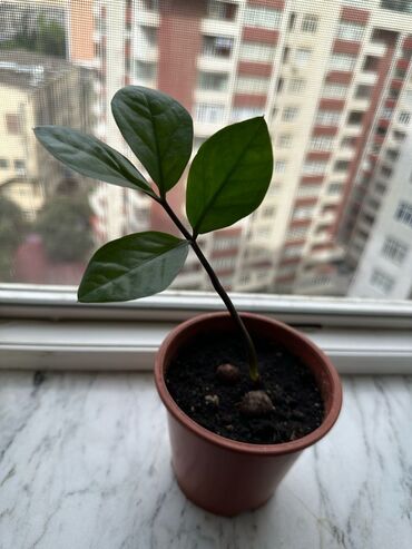 ağaç gülleri: Zamikulkus (dollar gulu)