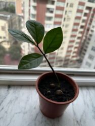 küstüm gülü: Zamikulkus (dollar gulu)