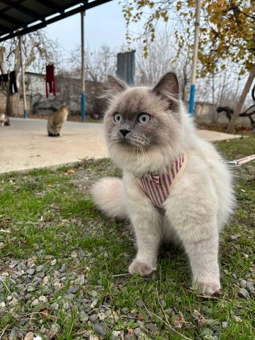 Pişiklər: Şotland uzun tüklü, Erkək, Cütləşmə üçün, Ünvandan götürmə — 5