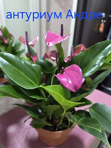Антуриумы: Антуриум Андре (Anthurium andreanum) в декоративном кашпо. - — 1