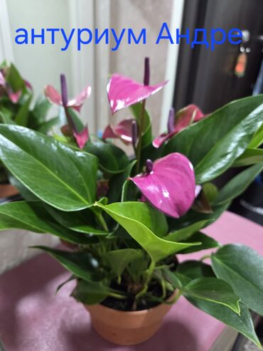 Антуриумы: Антуриум Андре — комнатное цветущее растение с глянцевыми — 3