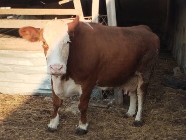 Dana, buzov: Məhsul: Qara-ağ rəngli buzaq (dişi) Təsvir: - Şəkillərdə qara-ağ — 6