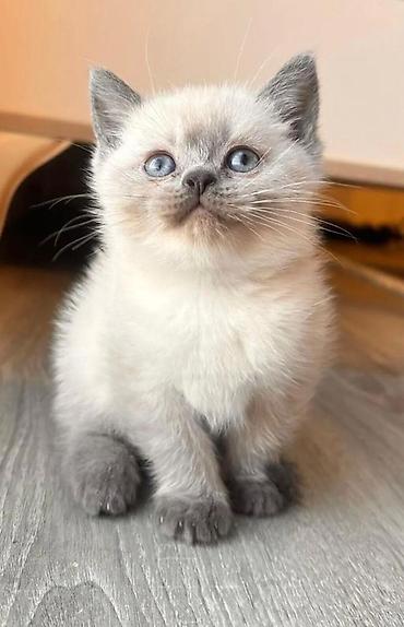 Pişiklər: Britan — 4