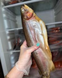 продаю свежую рыбу: Свежий, До 1 кг, 1 кг, 2 кг, Самовывоз, Платная доставка