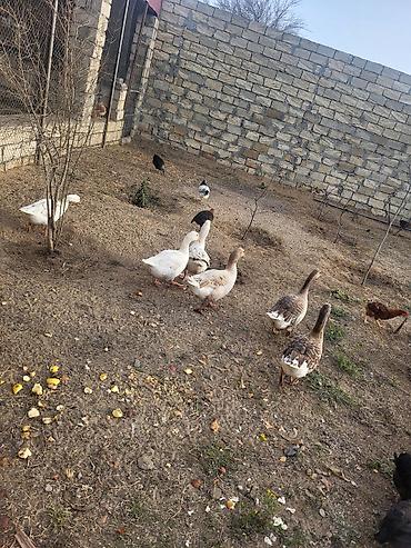 Qazlar: Qaz sürüsü satılır - Növ: Ağ və boz yerli qazlar (qarışıq rənglər) - — 8