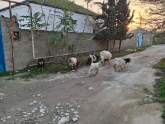 Digər kənd təsərrüfatı heyvanları: 3ü erkəydi 2sidişi böyük erkəy 3illikdi balacalar bu ilkilərdi dişinin — 9