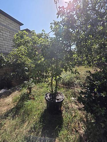 palma aqaci: Satılır: böyük ölçülü qablarda dekorativ bağ bitkiləri - — 8